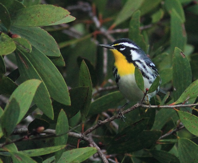 Yellow-throated Warbler 20151015