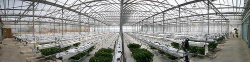ontario tomatoes elmira panoramic greenhouse hydroponic