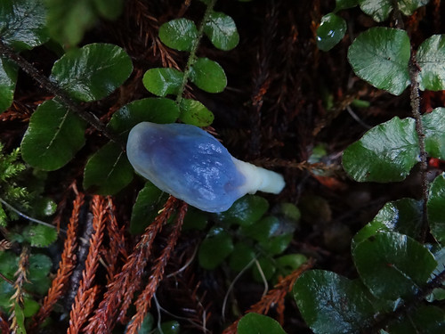 blue autumn newzealand pouch fungus nz pointshoot sonycybershot hawkesbay puketitiri homelandsea ballsclearing dschx100v