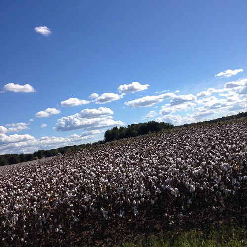 blue sky fall field skyline clouds tn farm tennessee farming bluesky cotton cottonfield farmlife lincolncountytn skyglory