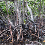 natongtong_mangroves