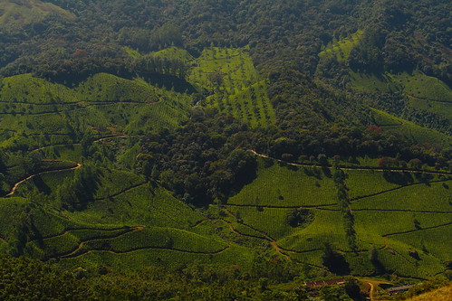 green nationalpark teagardens idukki kerala india ind