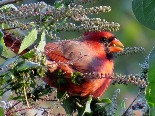 red landscape flora berries cardinal bokeh wildlife iowa pinelakestatepark bridgecamera