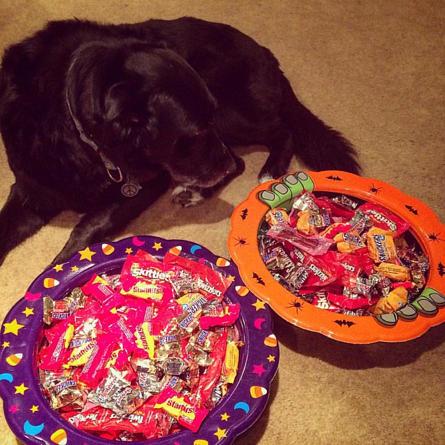 Come on-a my house, my house, I'm gonna give you caaaaandy (Maggie is keeping an eye on things) 🍬🍭🍫