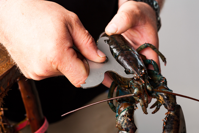Measuring the body of a lobster | Top Notch Lobster Fishing Tour PEI