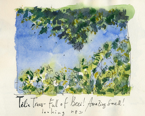 Sketchbook #91: Tilia Tree