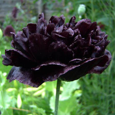 黑紫花28