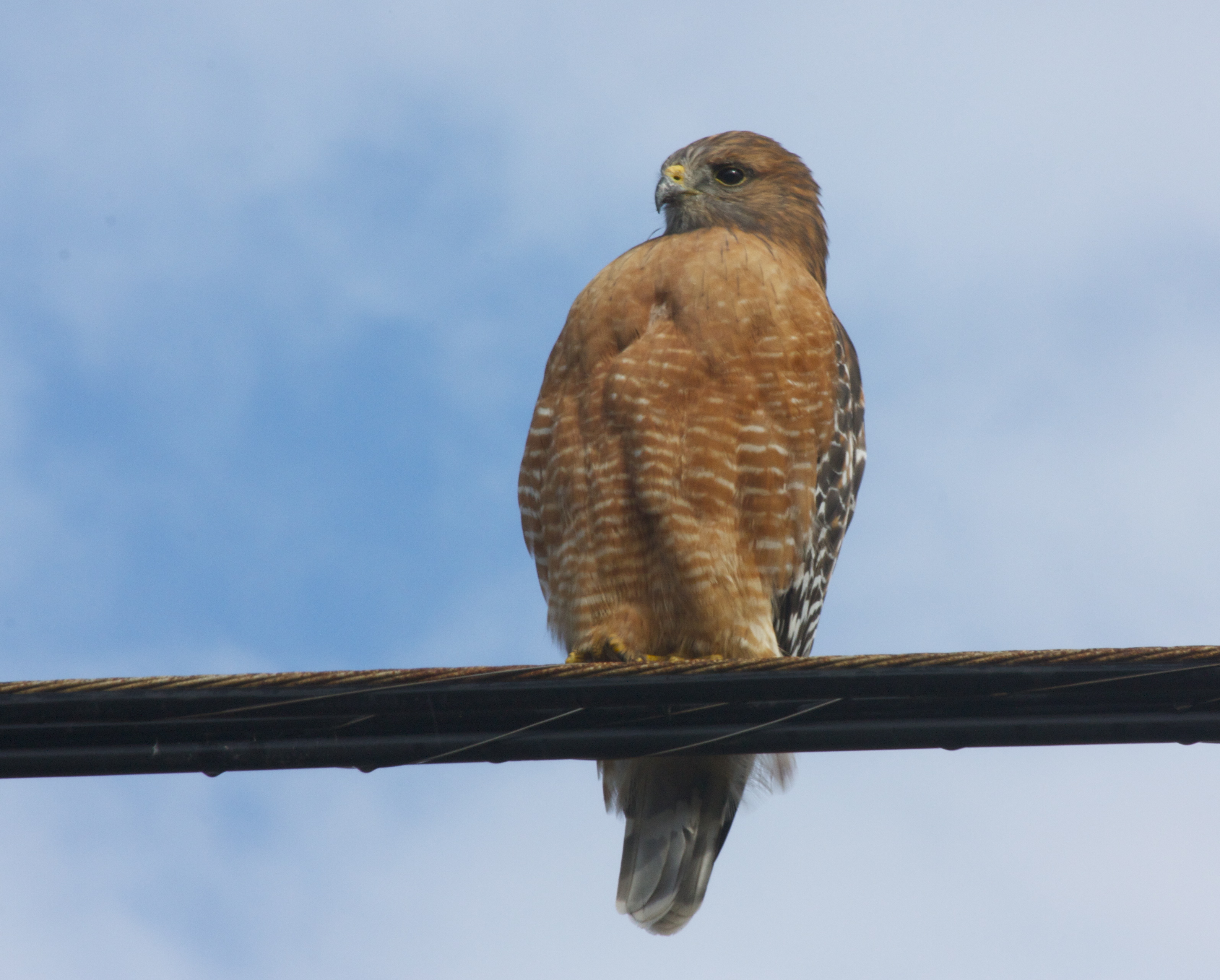 neighborhood red-shouldered (not red-tailed) hawk