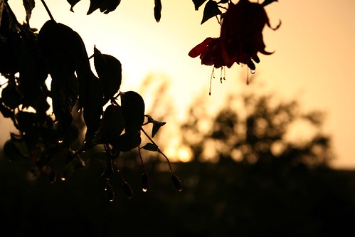 sunset orange storm flower water ©tylerknottgregson