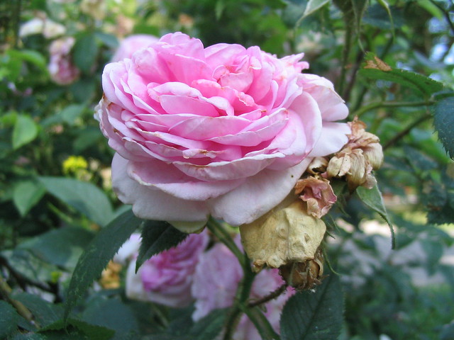 Rosa ros at the Julita Garden in Sweden, photo by iHanna