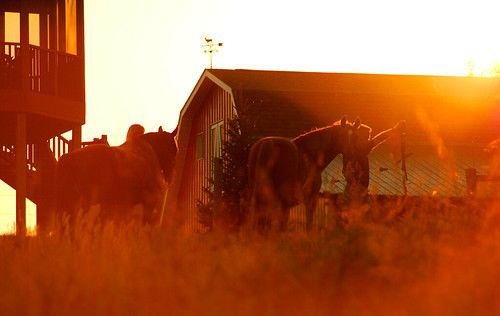 sunset horses sunshine barn mom coin nikon farm d70s iowa ia rooster roger zzz decorah decorahia