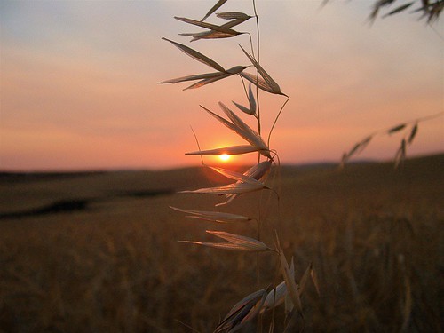 sunset macro moscow idaho palouse wheatfield featuredinexplore mybestimageforaugust2006
