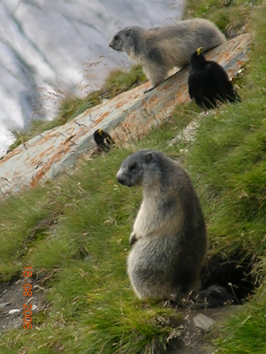 Marmots (and Alpine Choughs)