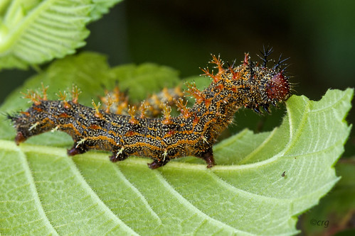 pennsylvania caterpillar questionmark elm polygoniainterrogationis bradfordcounty