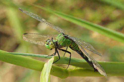 black macro green grass wings eyes dragonfly tan minolta100mmmacrolens