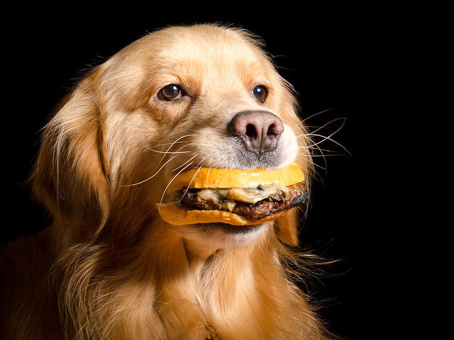 Dog Holding Burger