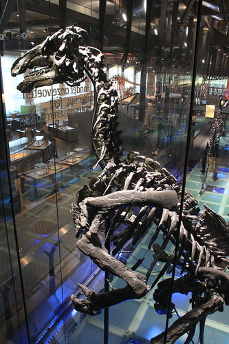 standing Iguanodon skeleton