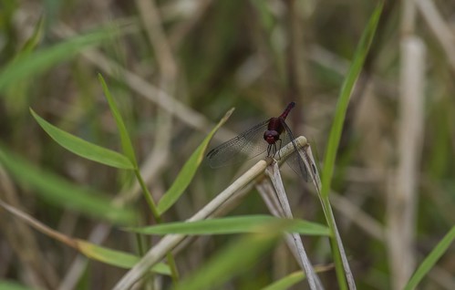 antonvalley coclã©province panama cocléprovince male dragonfly redfaceddragonlet erythrodiplaxfusca