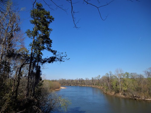 river flow water sc congaree swamp nature floodplain pine pinus trees calhoun tree bark science love botany phytology xylem air sun sky view see scene seen stream living landscape maple ash forest pines conifer fixittrump