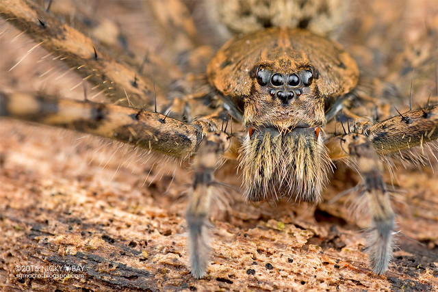 Long-legged fishing spider (Trechalea sp.) - DSC_7714
