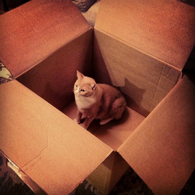 Buddy in a box