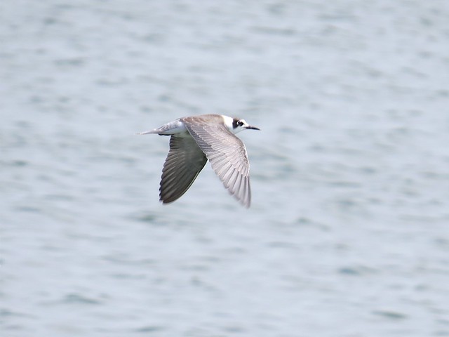 Black Tern at El Paso Sewage Treatment Plant in Woodford County, IL 02