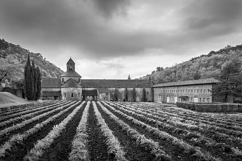 blackandwhite france abbey field lavender provence kloster abbayedesenanque