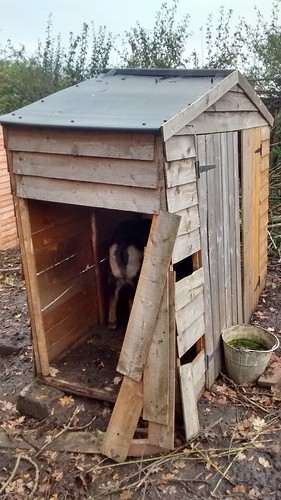 goat house damaged Nov 15