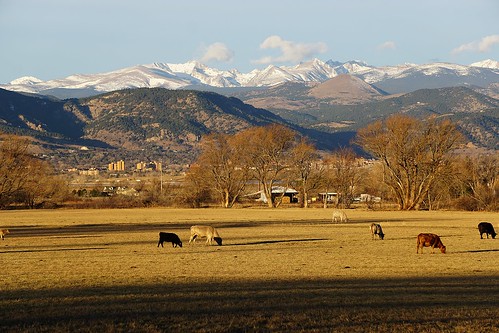 winter shadow mountain mountains field rural landscape countryside cow colorado shadows cattle cows farm boulder farmland hills snowcapped pasture rockymountains mountainside peaks hillside pastoral frontrange picturesque idyllic bucolic cuboulder bouldercolorado indianpeaks universityofcolorado snowonthemountains snowinthemountains bouldervalley snowypeaks cottonwoodtrees concordians grazingcows cowseating