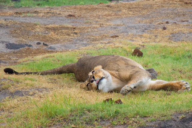 Stretch lion