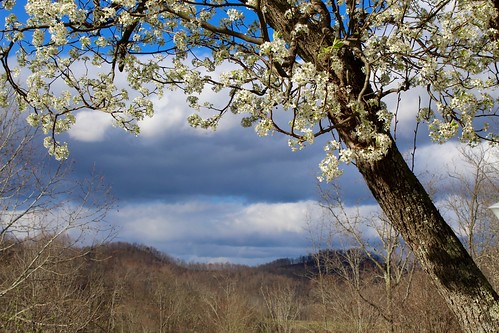 westvirginia blossom flower tree