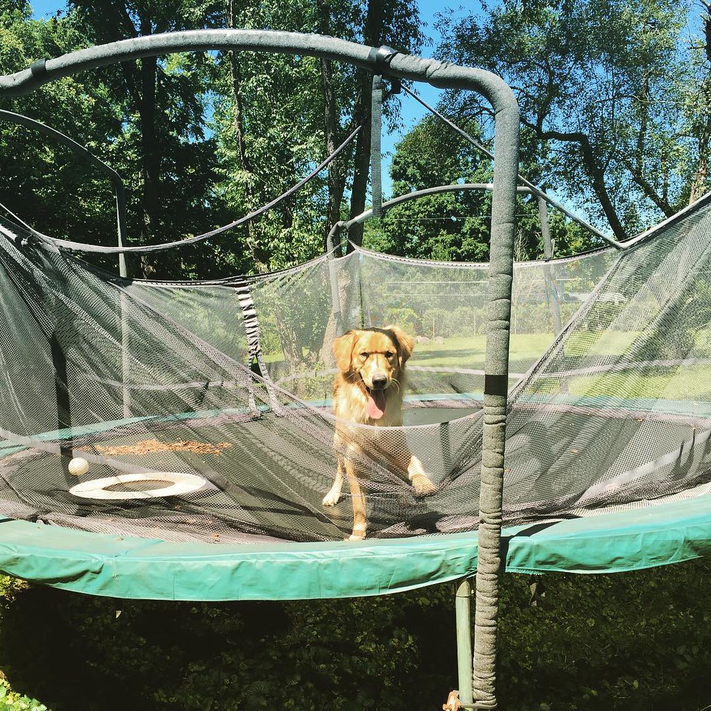 Why are you on the trampoline??? And thanks for ripping the net loser. #Hudson