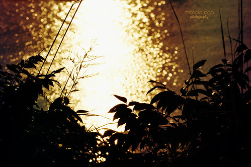 light sunset plants sunlight reflection water silhouette river golden evening bokeh surface filter tones effect thegalaxy