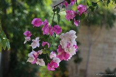 Mediterranean flore of Cyprus