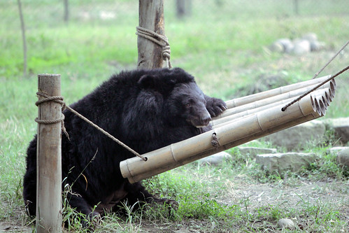 Dick plays with a hammock at his enclosure 4