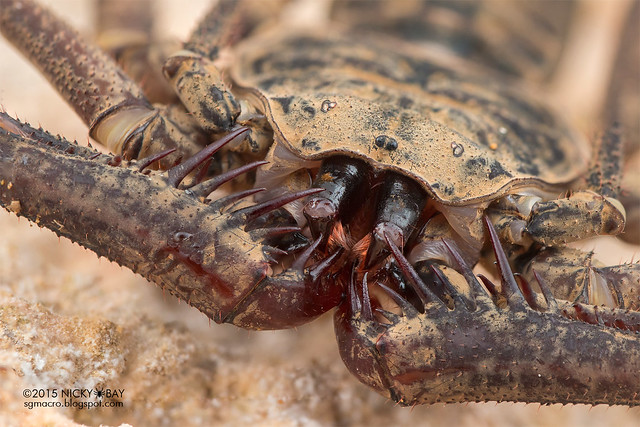 Tailless whip scorpion (Paraphrynus raptator) - DSC_7817