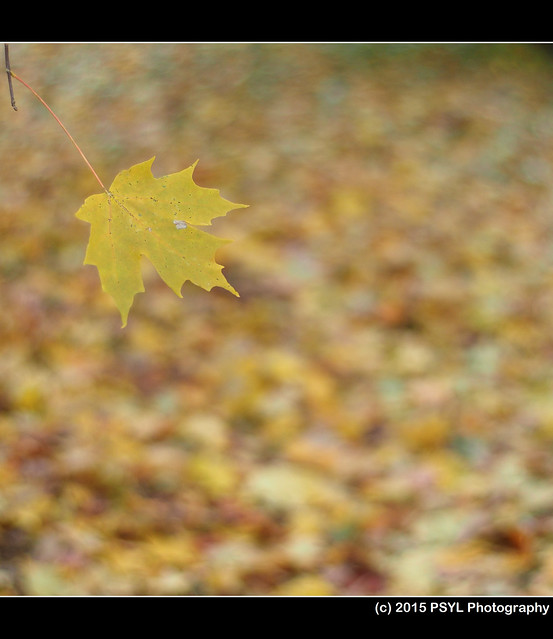 Lonely maple leaf