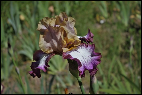 Iris Hindu Magic (3)
