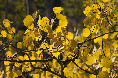 autumn leaves yellow colorado aspens