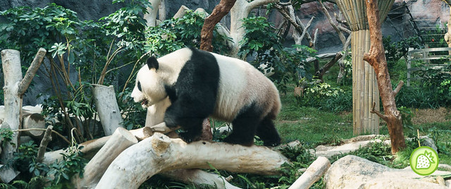THE GIANT PANDA PAVILION