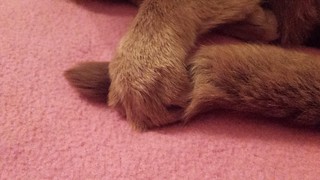 Sahara paws