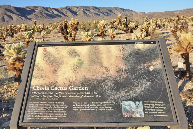 Cholla Cactus Garden, Joshua Tree National Park