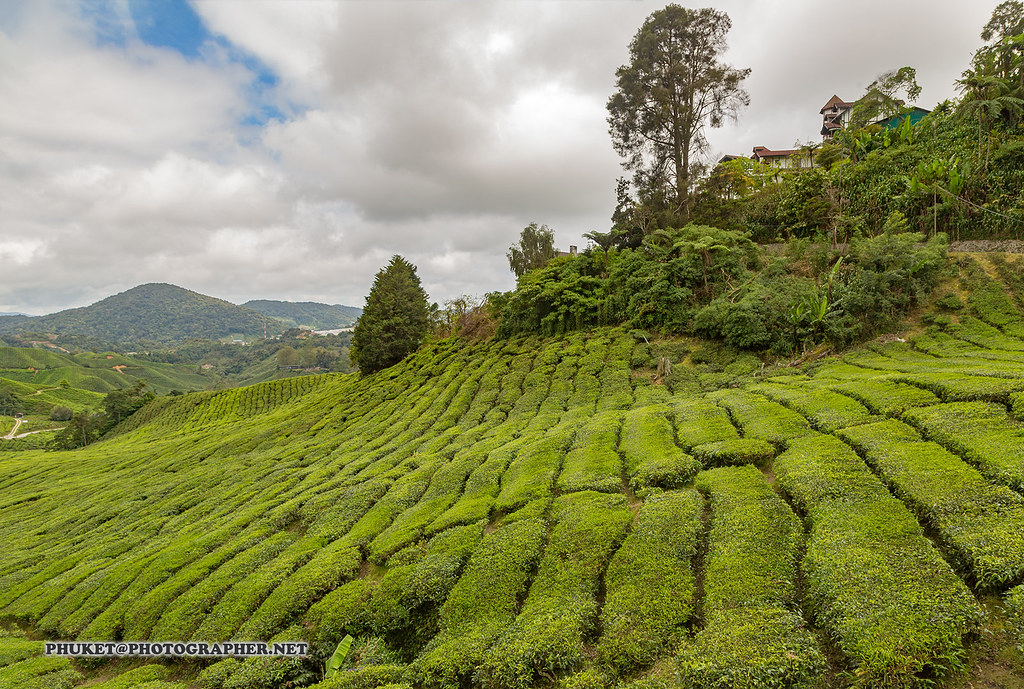 Beautiful Landscapes Of Cameron Highlands - Tea And Flower Capital Of Malaysia Ad4A4361S