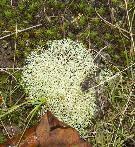 virginia flickr unitedstates va williamsburg lichen yrsp fungikingdom reindeerlichencladina