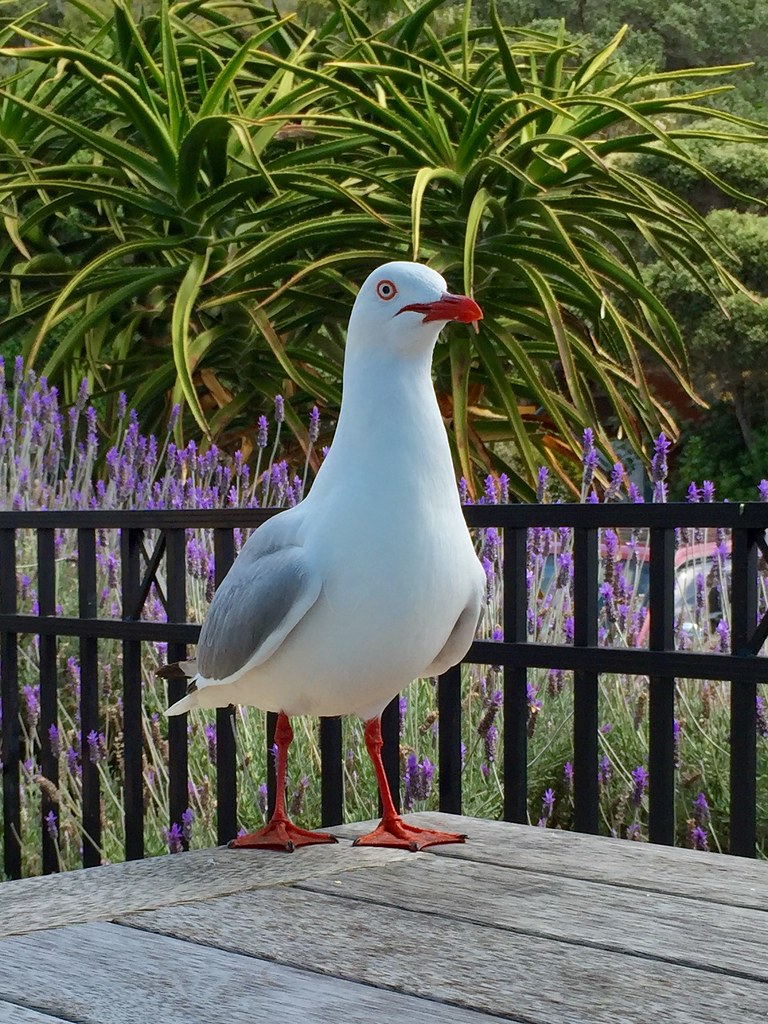 Seagull Want My Food