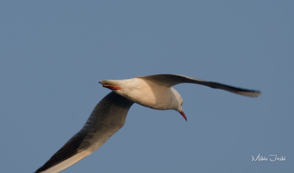 Slender-billed Gull [Gaviota Picofina]