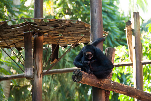 zoologico zoo pomerode zoopomerode zoologicopomerode animais macacos macaco monkey monkeys
