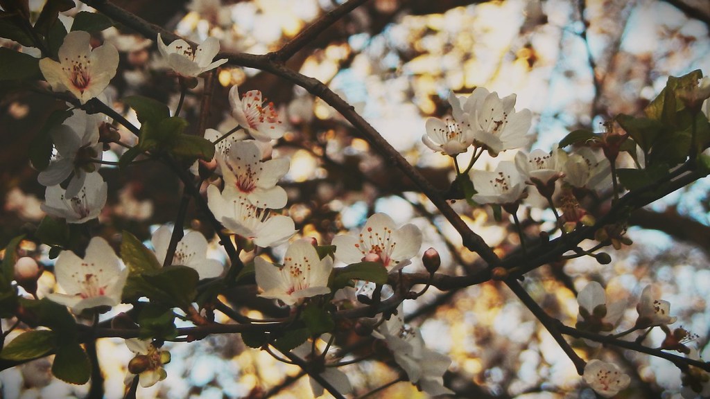 Flores de Cerezo