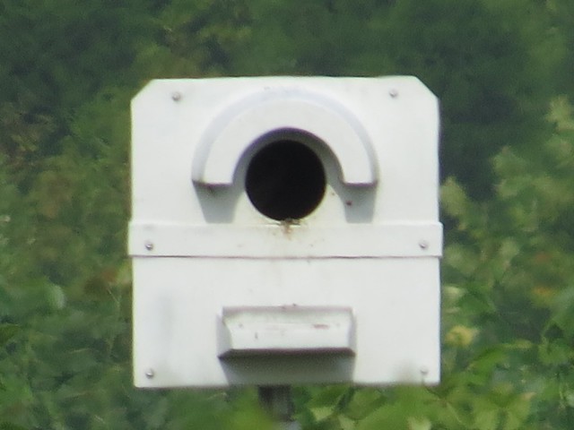 Barn Owl Nest Box in Johnson County, IL