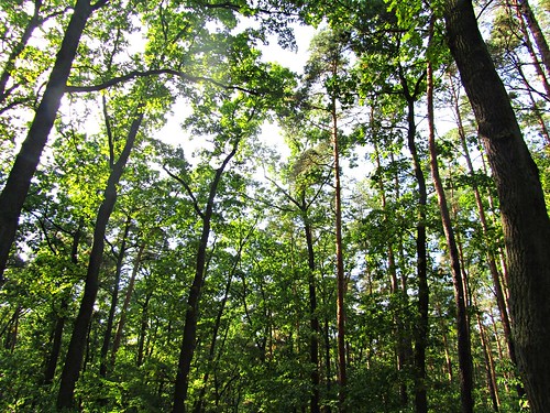 park nature woods poland polska castlepark wielkopolska gołuchów greaterpoland
